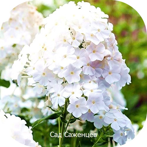 Саженцы Флоксов Пина Колада > цена,  фото