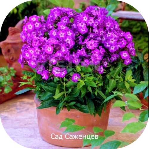 Саженцы Флоксов Успех > цена, описание
