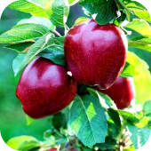 Яблоня "Ред Делишес" Яблоня "Ред Делишес"